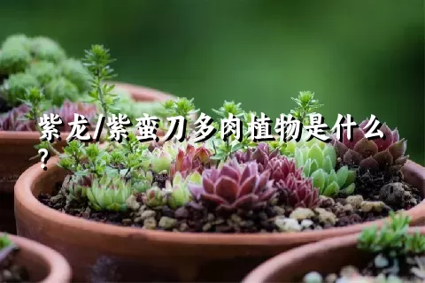 紫龙/紫蛮刀多肉植物是什么？