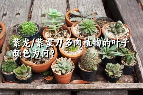 紫龙/紫蛮刀多肉植物的叶子颜色为何？