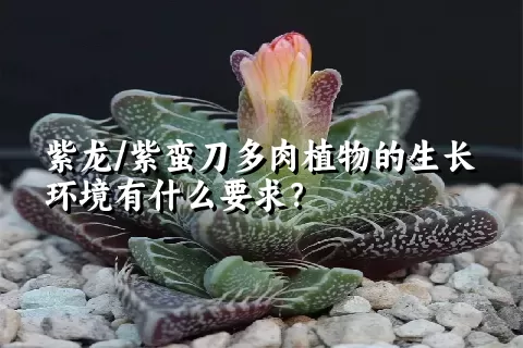 紫龙/紫蛮刀多肉植物的生长环境有什么要求？