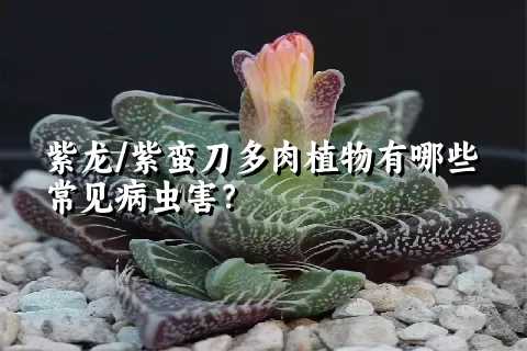 紫龙/紫蛮刀多肉植物有哪些常见病虫害？