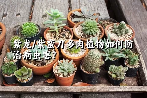 紫龙/紫蛮刀多肉植物如何防治病虫害？