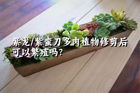 紫龙/紫蛮刀多肉植物修剪后可以繁殖吗？