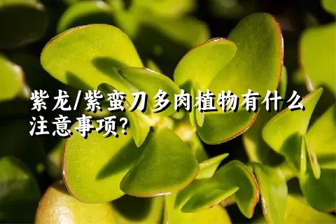 紫龙/紫蛮刀多肉植物有什么注意事项？