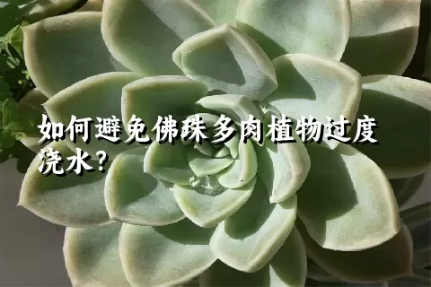 如何避免佛珠多肉植物过度浇水？