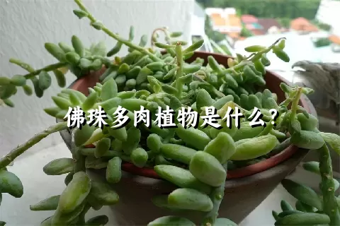 佛珠多肉植物是什么？