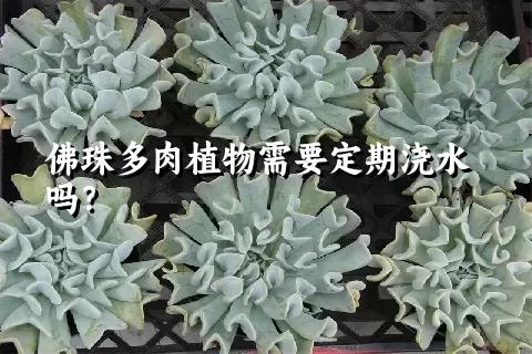 佛珠多肉植物需要定期浇水吗？