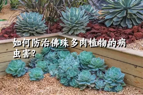 如何防治佛珠多肉植物的病虫害？