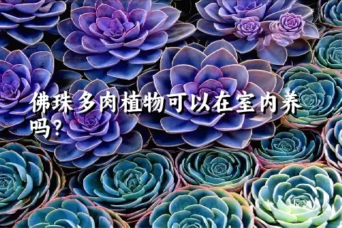 佛珠多肉植物可以在室内养吗？