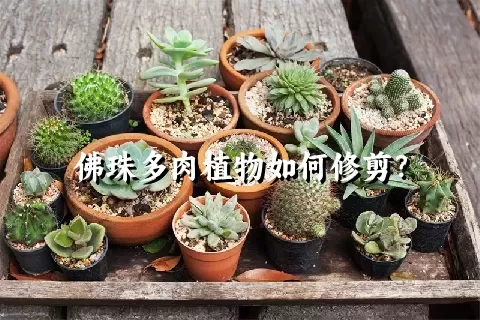 佛珠多肉植物如何修剪？