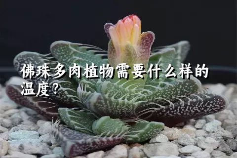 佛珠多肉植物需要什么样的温度？