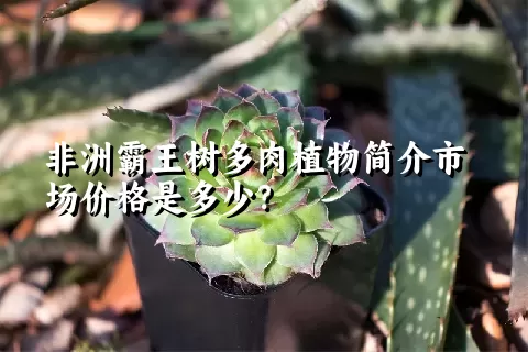 非洲霸王树多肉植物简介市场价格是多少？