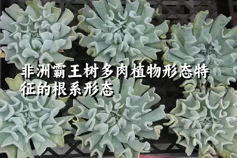 非洲霸王树多肉植物形态特征的根系形态