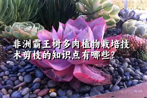 非洲霸王树多肉植物栽培技术剪枝的知识点有哪些？