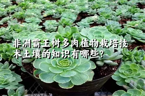 非洲霸王树多肉植物栽培技术土壤的知识有哪些？