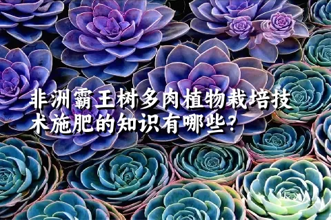 非洲霸王树多肉植物栽培技术施肥的知识有哪些？ 