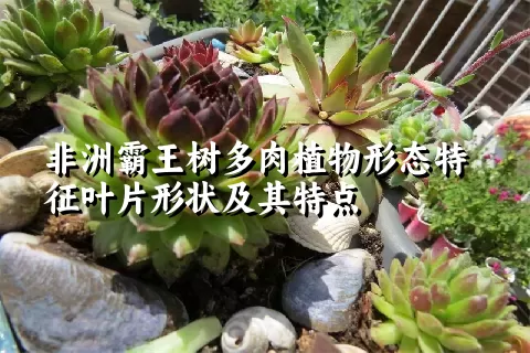 非洲霸王树多肉植物形态特征叶片形状及其特点