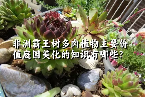 非洲霸王树多肉植物主要价值庭园美化的知识有哪些？