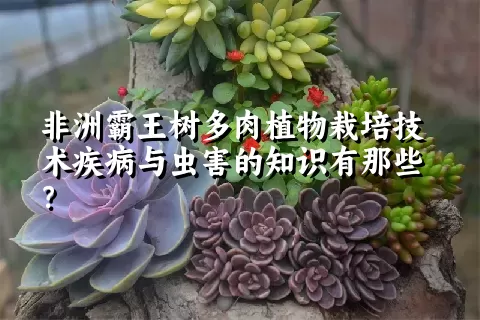 非洲霸王树多肉植物栽培技术疾病与虫害的知识有那些？ 