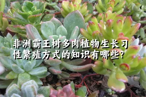 非洲霸王树多肉植物生长习性繁殖方式的知识有哪些？