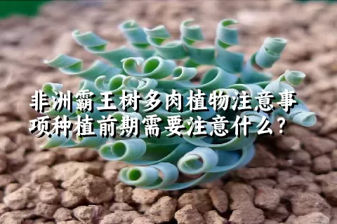 非洲霸王树多肉植物注意事项种植前期需要注意什么？ 