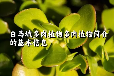 白马城多肉植物简介的基本信息