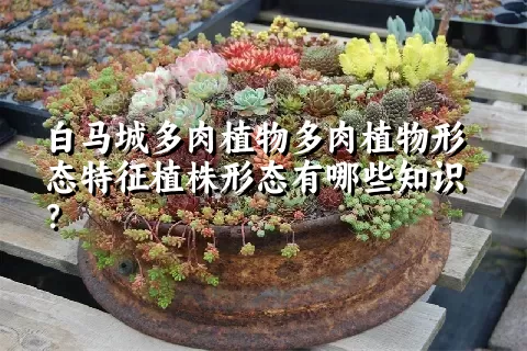 白马城多肉植物形态特征植株形态有哪些知识？