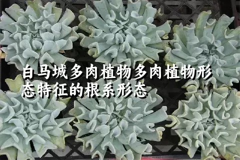 白马城多肉植物形态特征的根系形态