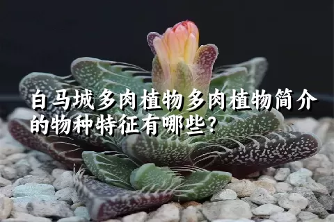 白马城多肉植物简介的物种特征有哪些？