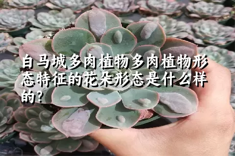 白马城多肉植物形态特征的花朵形态是什么样的？