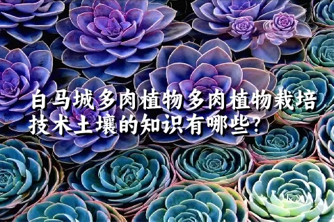 白马城多肉植物栽培技术土壤的知识有哪些？