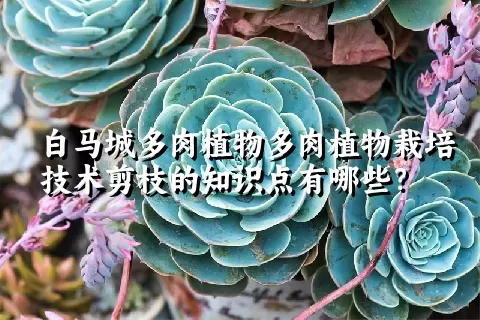 白马城多肉植物栽培技术剪枝的知识点有哪些？