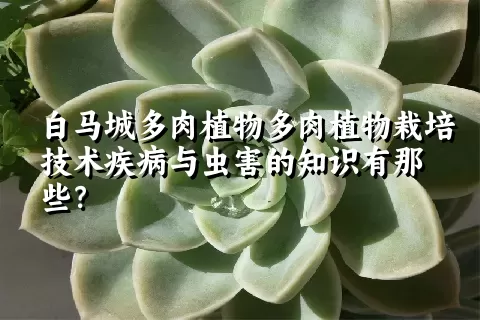 白马城多肉植物栽培技术疾病与虫害的知识有那些？ 