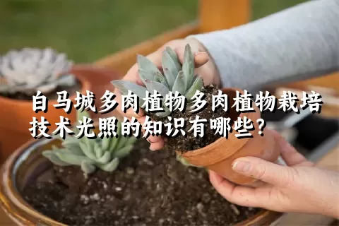 白马城多肉植物栽培技术光照的知识有哪些？ 