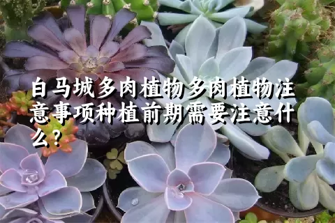 白马城多肉植物注意事项种植前期需要注意什么？ 