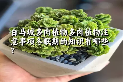 白马城多肉植物注意事项冬眠期的知识有哪些？