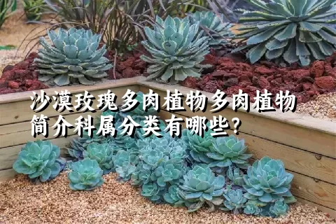 沙漠玫瑰多肉植物简介科属分类有哪些？