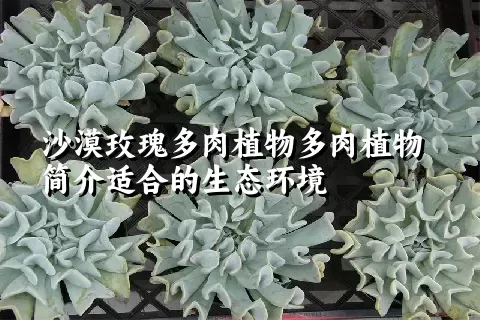 沙漠玫瑰多肉植物简介适合的生态环境