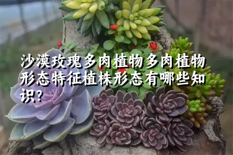 沙漠玫瑰多肉植物形态特征植株形态有哪些知识？