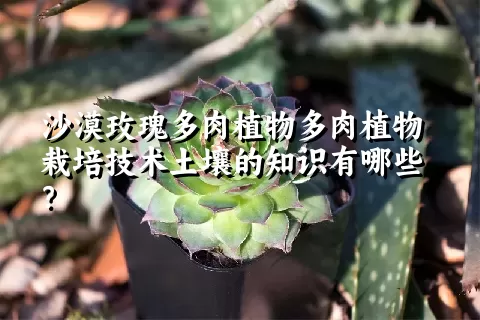 沙漠玫瑰多肉植物栽培技术土壤的知识有哪些？