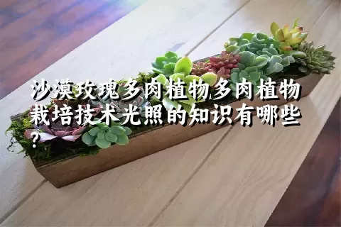 沙漠玫瑰多肉植物栽培技术光照的知识有哪些？ 