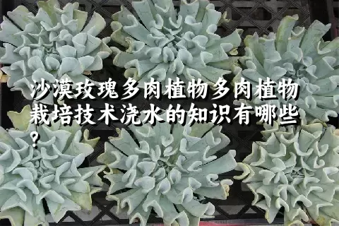 沙漠玫瑰多肉植物栽培技术浇水的知识有哪些？