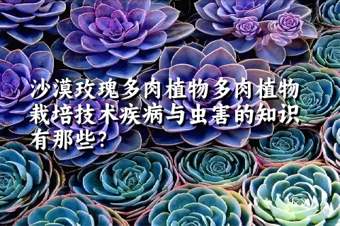 沙漠玫瑰多肉植物栽培技术疾病与虫害的知识有那些？ 