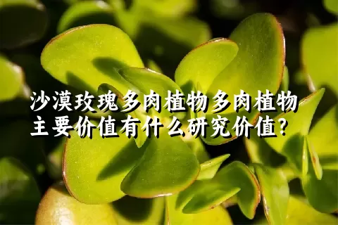 沙漠玫瑰多肉植物主要价值有什么研究价值？