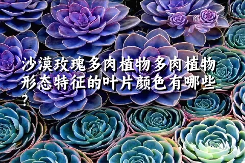 沙漠玫瑰多肉植物形态特征的叶片颜色有哪些？