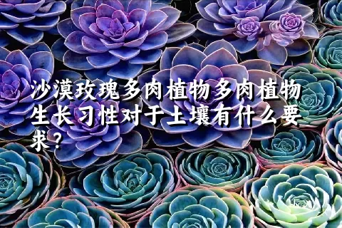 沙漠玫瑰多肉植物生长习性对于土壤有什么要求？	