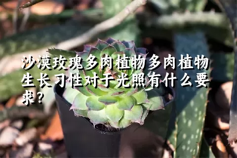 沙漠玫瑰多肉植物生长习性对于光照有什么要求？