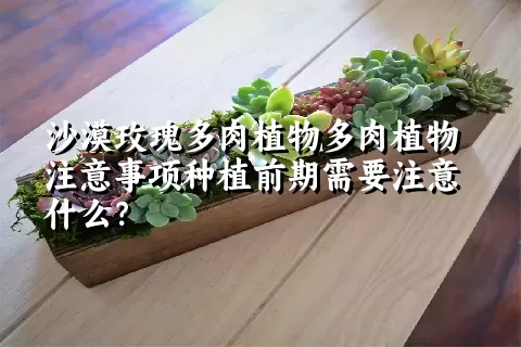 沙漠玫瑰多肉植物注意事项种植前期需要注意什么？ 