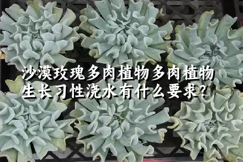 沙漠玫瑰多肉植物生长习性浇水有什么要求？	