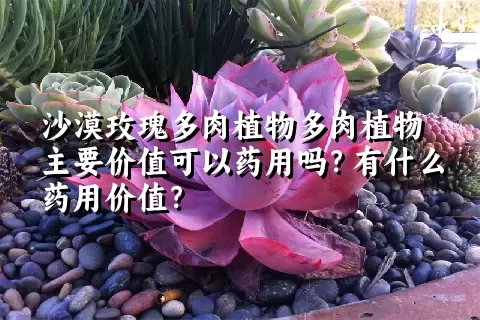 沙漠玫瑰多肉植物主要价值可以药用吗？有什么药用价值？