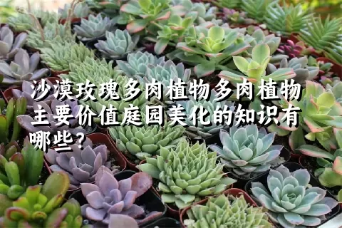 沙漠玫瑰多肉植物主要价值庭园美化的知识有哪些？